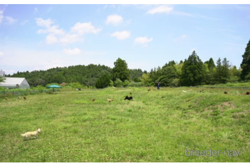 成約済の千葉県のチワワ(ロングコート)-219960の2枚目